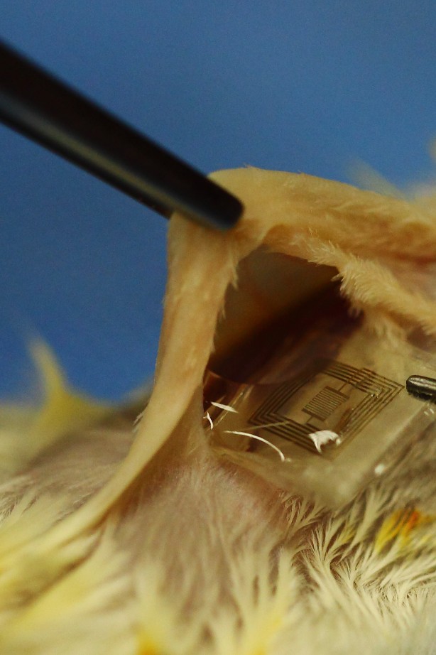 A biodegradable integrated circuit is inserted under the skin of a lab rat.