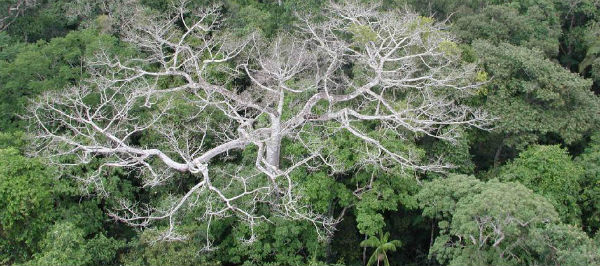 Long-term effects of megadrought on Amazonian forests