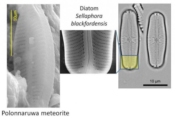 Comparison of a Polonnaruwa meteorite structure with a well-known terrestrial diatom. Credits: www.journalofcosmology.com