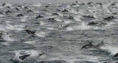 Thousands of dolphins spotted off the coast of San Diego, US