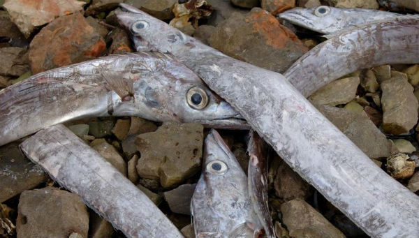 several-hundread-unusual-fish-beached-at-adriatic-coast-day-after-strong-earthquake-hit-the-area