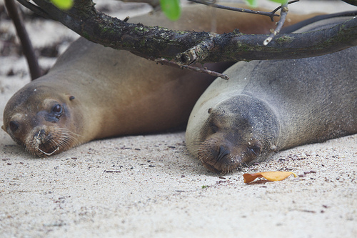 Californian shores witness mysterious mass stranding of sea lion pups