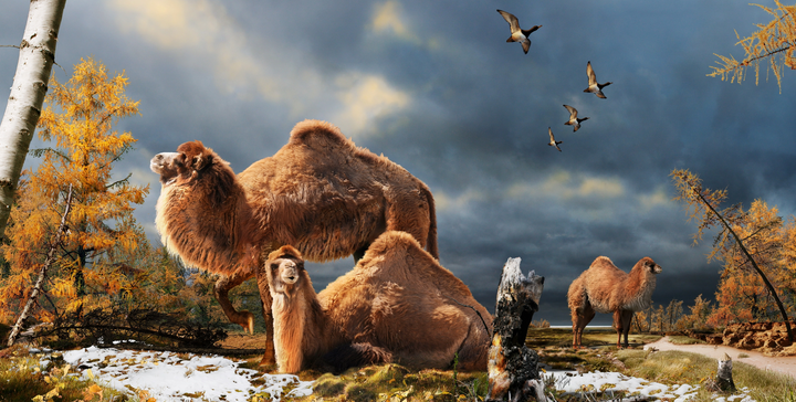 3,5 million year old camel found in High Arctic