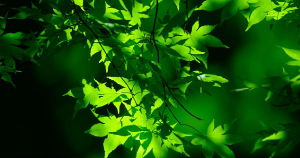 minureearth-why-are-leaves-green