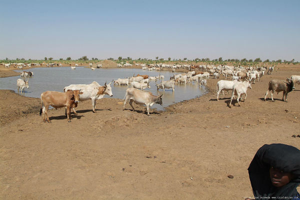 How can cattle help us fight back desertification?