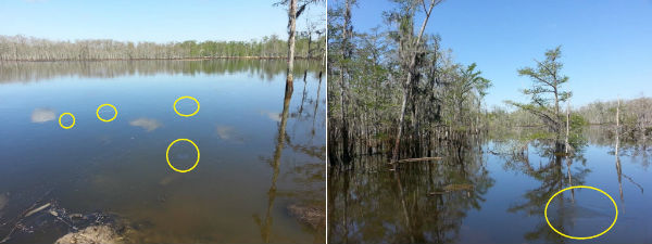 Louisiana Sinkhole Swallowed 25 More Trees And Well Pad