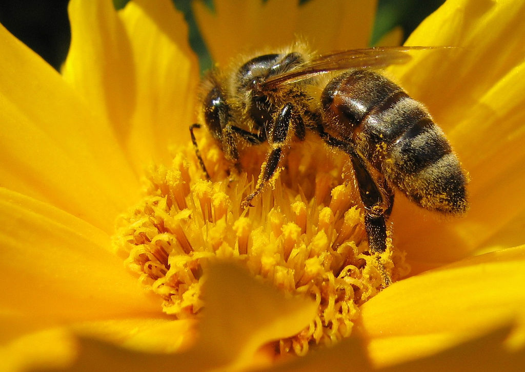 Europe bans bee-killing neonicotinoid pesticides: When will America take action?