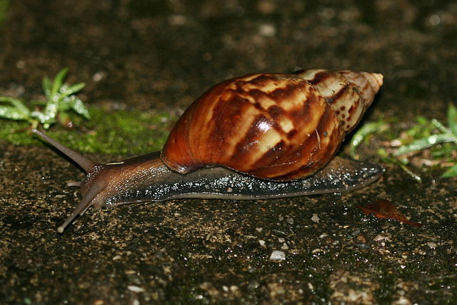 Giant snails potentially carrying meningitis make their way into Texas