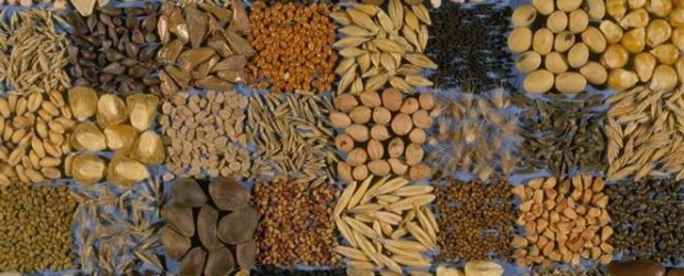 Seed diversity under threat – Step closer to destruction of agricultural and horticultural seed diversity in Europe!