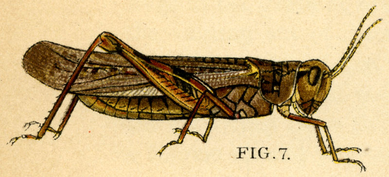 The great North American locust plague