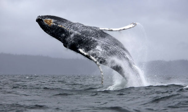 Military sonars change feeding behavior in whales
