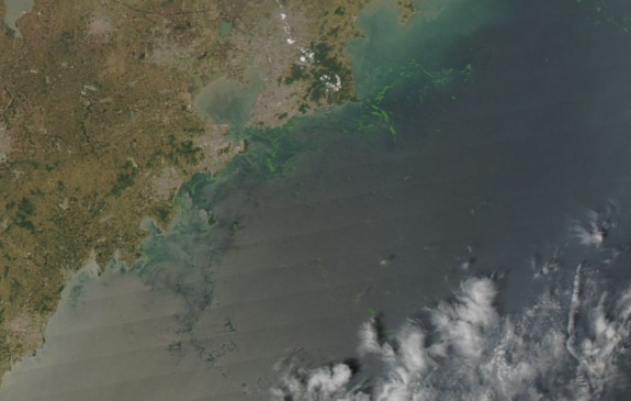 China’s massive algae bloom could leave the ocean’s water lifeless