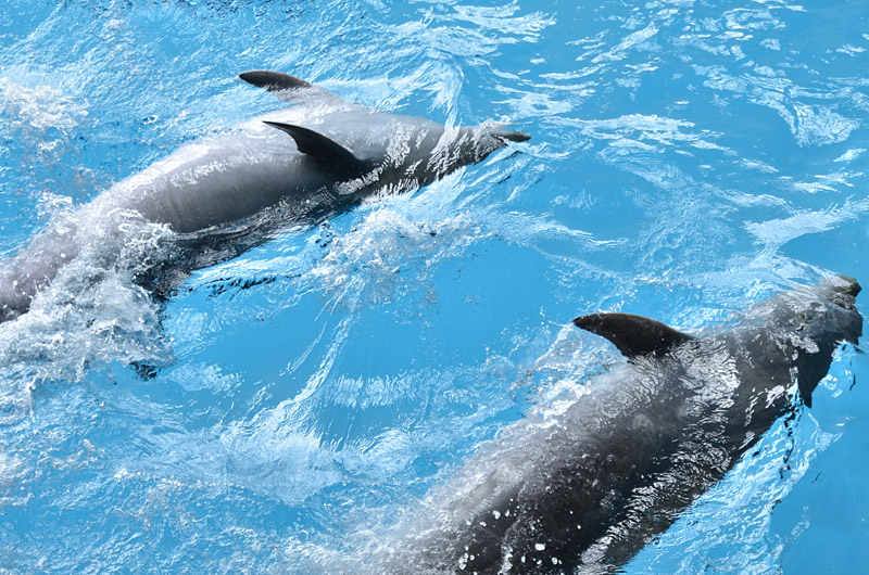 Dolphins granted personhood by government of India