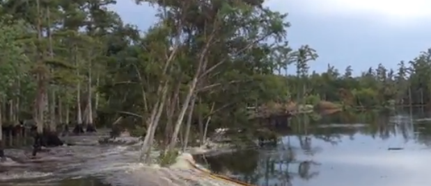 New burp event and trees toppling videos, Louisiana sinkhole