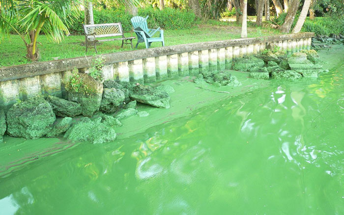 Waters of southeast Florida covered in fluorescent green slime of toxic algae