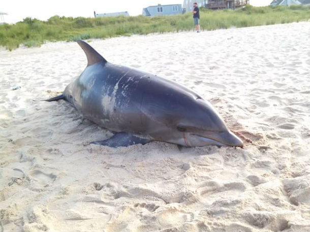 Baby dolphins are washing up dead along US Golf Coast at 10 times the normal rate