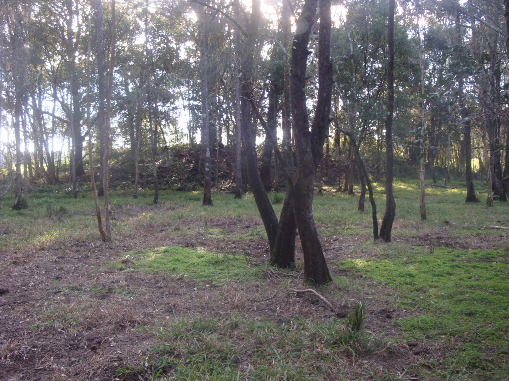 the-resurrection-of-australia-s-stonehenge-original-elders-and-custodians-on-site