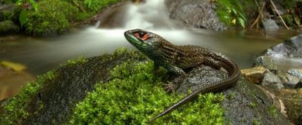 Peru's Manu National Park sets new biodiversity record