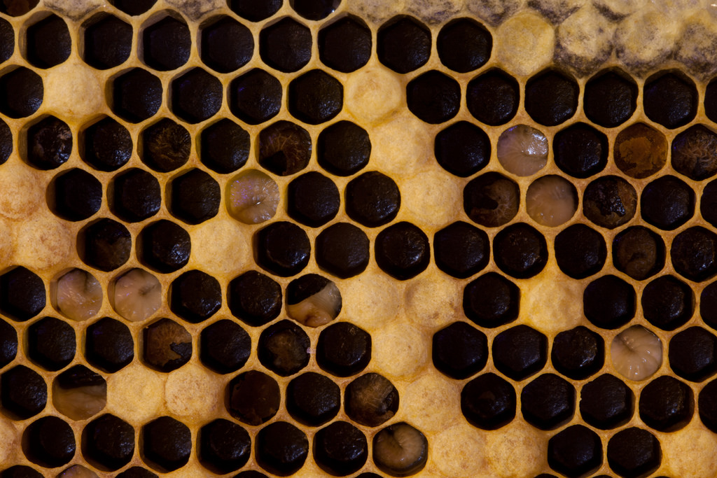 Scientists discover why honey is still the best antibiotic