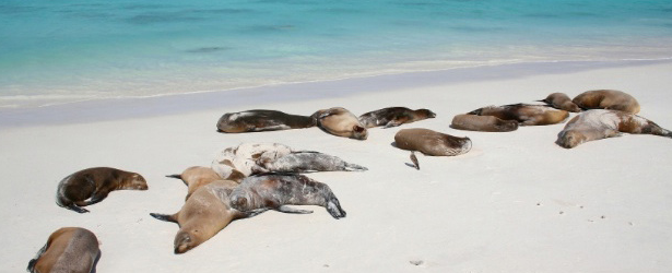 marine-mammals-mysteriously-dying-in-record-numbers-along-west-coast