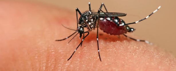 Chikungunya and dengue outbreak reported in El Salvador