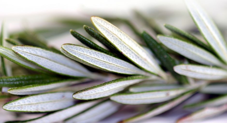 ‘Rosemary Is For Remembrance’ – Science confirms wisdom of the ancients