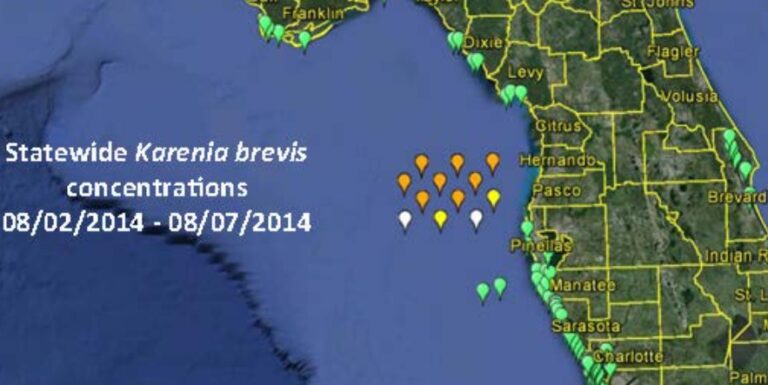 Red tide kills thousands of fish in Gulf of Mexico, poses a greater health threat