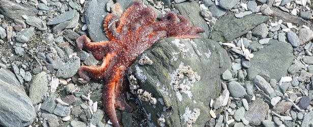 mysterious-sea-star-wasting-syndrome-spreads-to-public-aquariums-washington-state