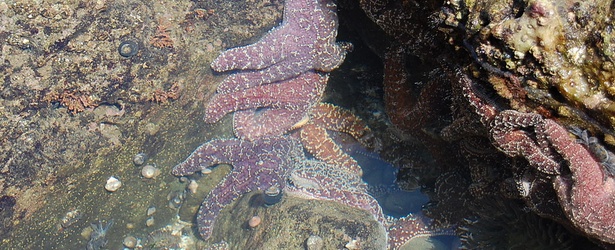 Marine mystery disease along Pacific Coast baffles scientists