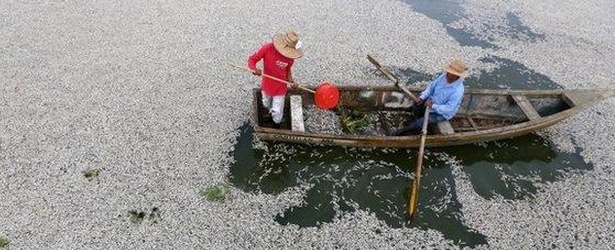 More than 53 tonnes of fish turn up dead in Cajititlan lagoon, Mexico