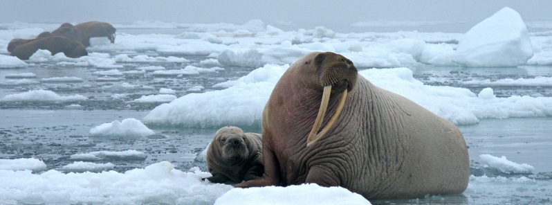 Research shows historic decline in Pacific walrus population