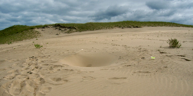 More mysterious holes discovered under shifting Mount Baldy dune, Indiana