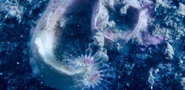 the-winners-and-losers-of-ocean-acidification