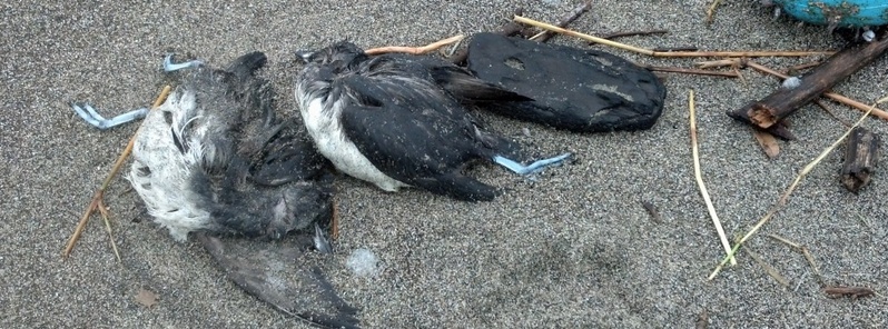 Mysterious mass die-off of Cassin’s auklets occurring along the entire West Coast