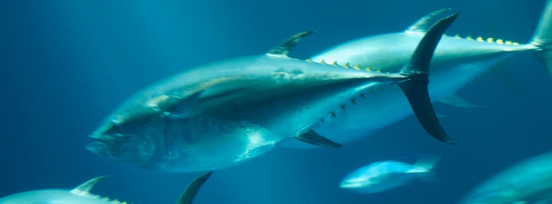 Mercury concentrations in Hawaiian yellowfin tuna increasing