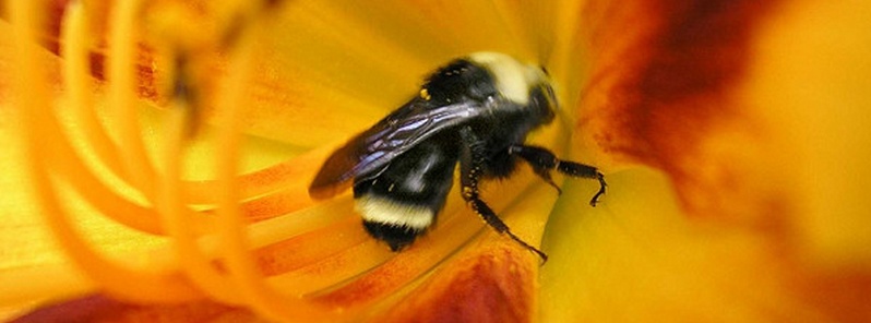 new-study-reveals-widespread-risk-of-infectious-diseases-to-wild-bees