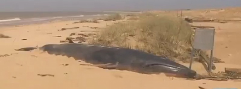 carcass-of-whale-species-feared-to-be-extinct-found-on-western-australia-beach
