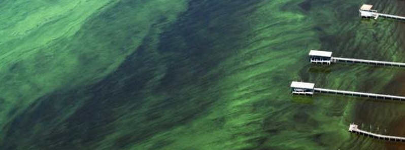 Unprecedented eastern Pacific harmful algal bloom