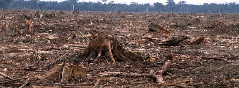 Continued destruction of Earth’s plant life places humankind in jeopardy