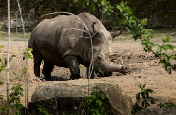Northern White Rhino on the brink of extinction: Nabire, the last fertile female dies of the cyst rupture