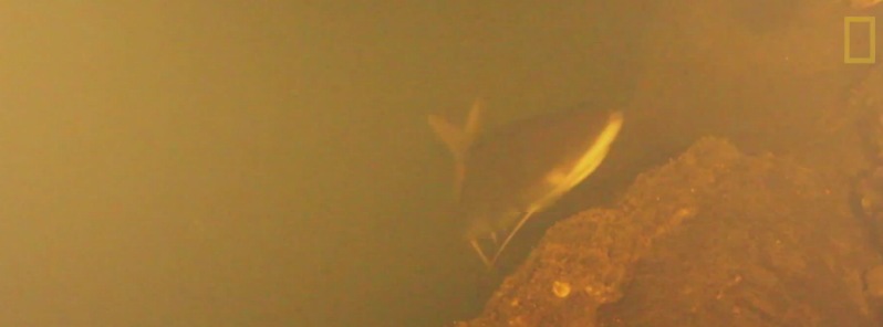 Sharks discovered living inside underwater volcano