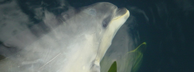 Japanese scientists find signs of radiation poisoning in 17 dead dolphins near Fukushima