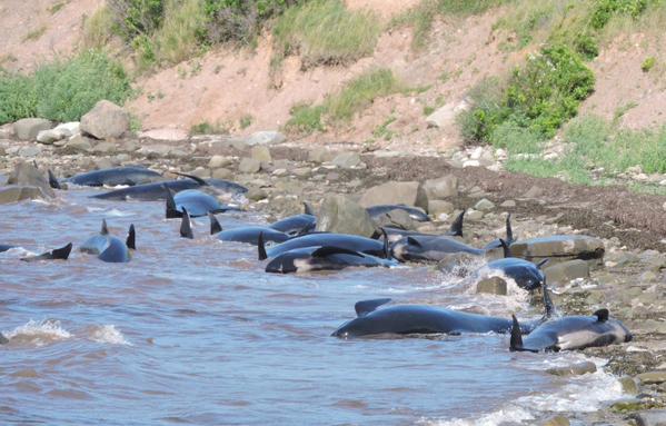 Low tide strands 16 pilot whales on the coast of Cape Breton: 10 saved, 6 others die