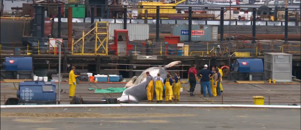 30 large whales found dead along the coast of Alaska, a cause remains unknown