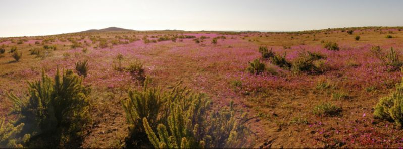 Rare natural phenomenon – floral bloom in Atacama desert