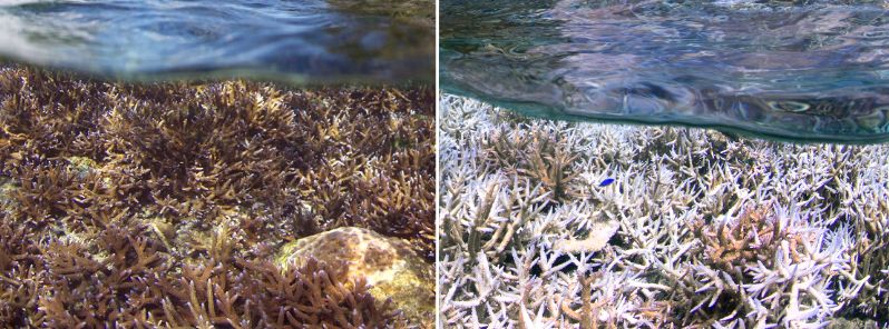 major-coral-bleaching-phenomena-now-spreads-globally-noaa-reports