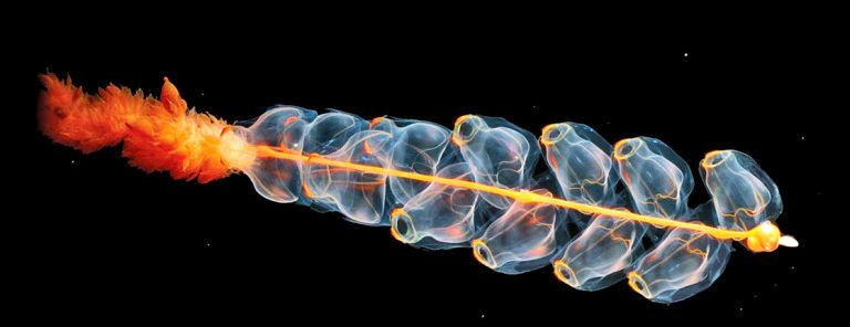Jellyfish-like creature holds secrets of oceanic “jet propulsion”