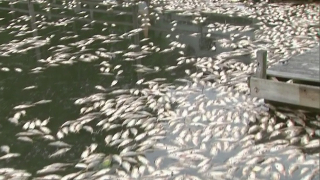 Massive fish die-off along Glen Cove Creek, Long Island, NY
