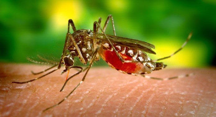 Yellow fever outbreak reported in Angola
