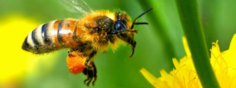 pollinator-species-worldwide-driven-toward-extinction-un-warns
